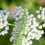 Achillea_ crescita spontanea in natura