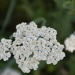 Achillea_ fiori bianchi