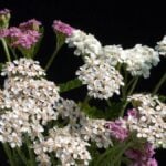Achillea_ fiori bianchi e rosa