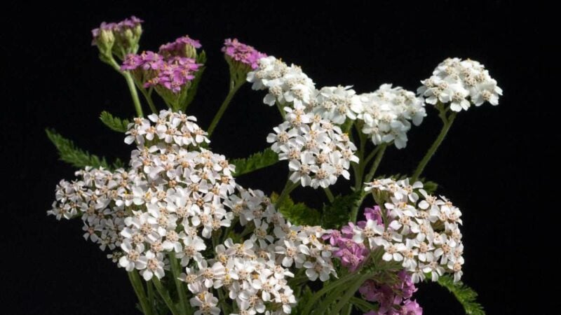 Achillea_ fiori bianchi e rosa