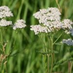 Achillea_ pianta spontanea