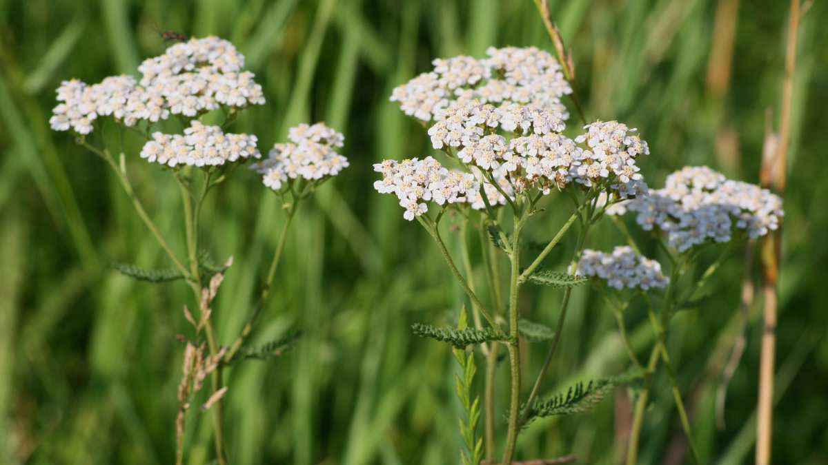 Achillea_ pianta spontanea