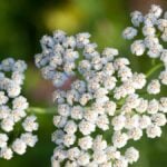 Achillea_ ramo di fiorellini bianchi