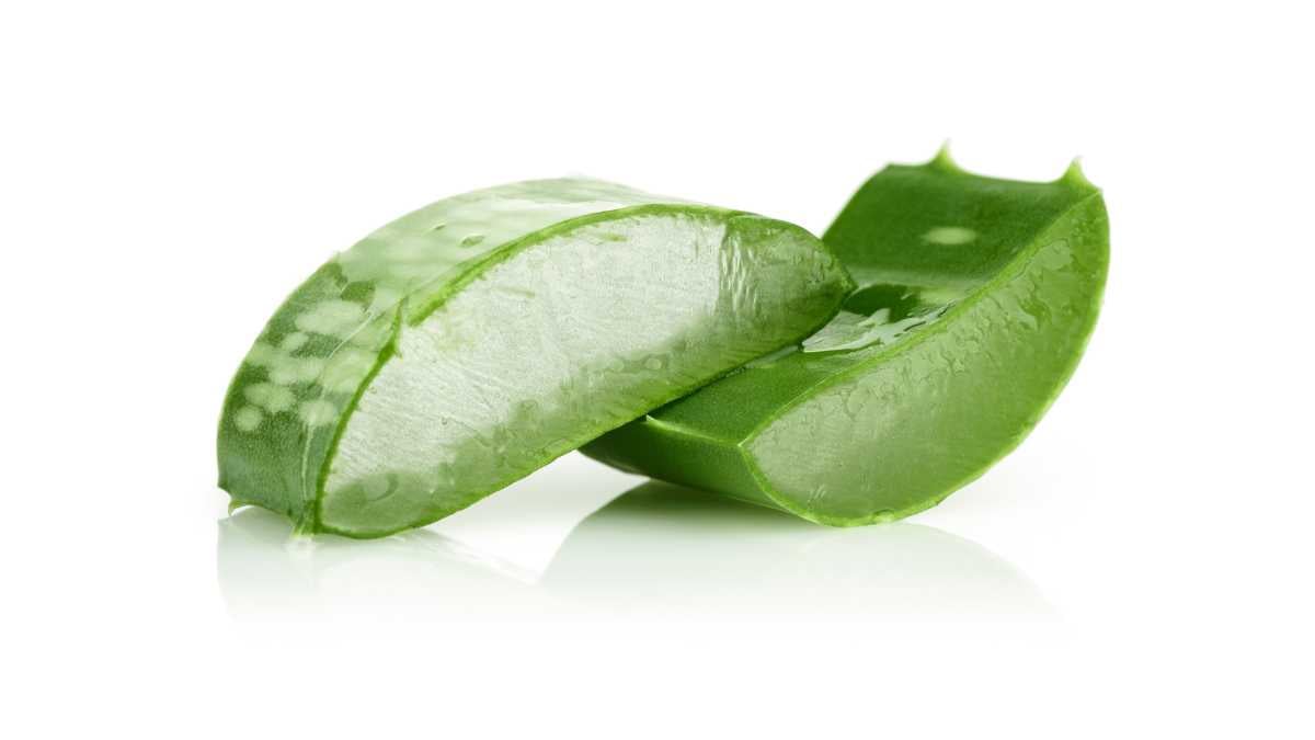 Aloe Vera in due piccole sezioni di foglia