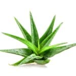 Aloe Vera in pianta