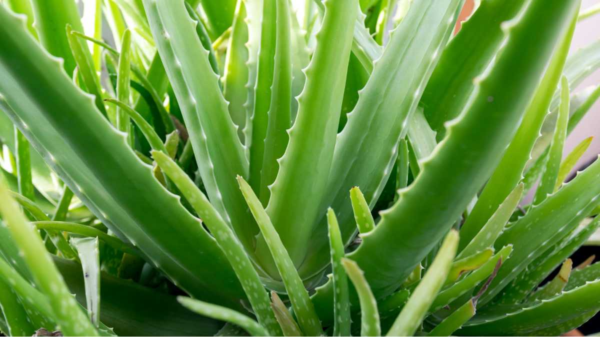 Aloe Vera in pianta verde