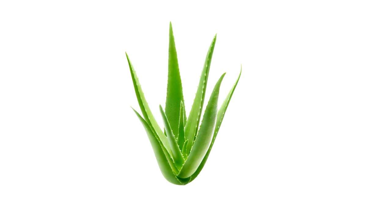 Aloe Vera in pianta sana