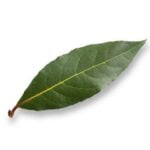 Foglia verde di alloro