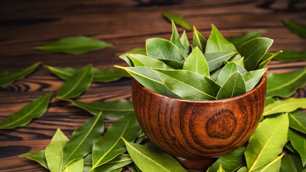 Come si conservano le foglie di alloro fresche?