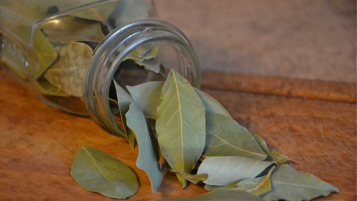 Che differenza c’è tra il lauro e l’alloro?