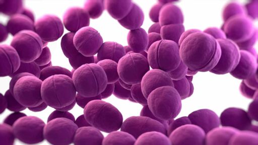 Streptococcus bacteria - batterio dello streptococco