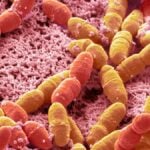 Streptococcus mutans. Streptococco visto al microscopio