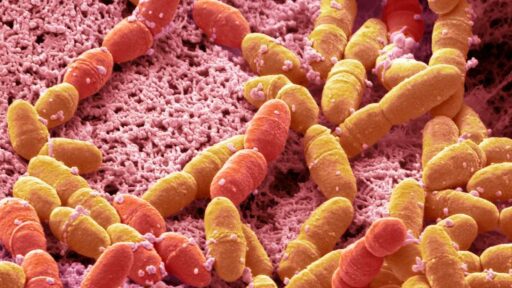 Streptococcus mutans. Streptococco visto al microscopio