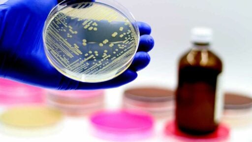 antibiotico. coltura microbiologica di batteru