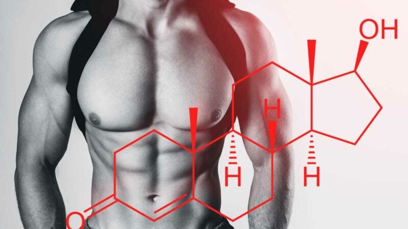 muscolatura e formula del testosterone