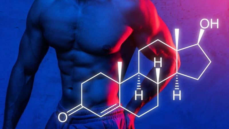 muscolatura maschile e formula del testosterone