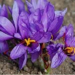 fiori di zafferano in pianta