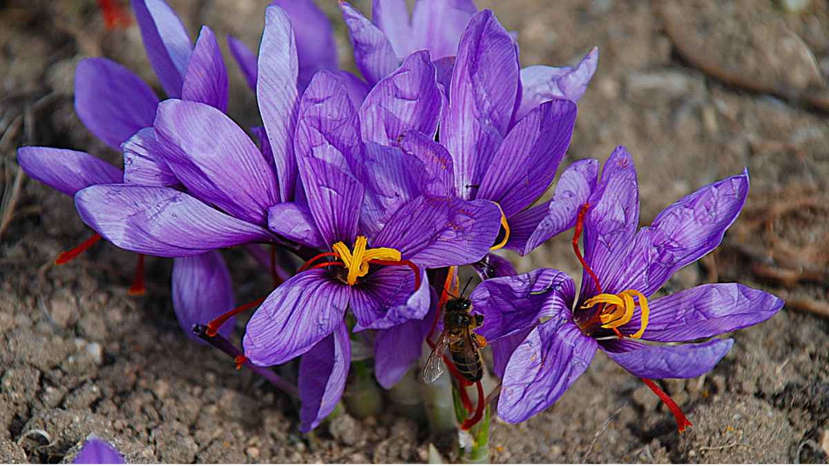 fiori di zafferano in pianta
