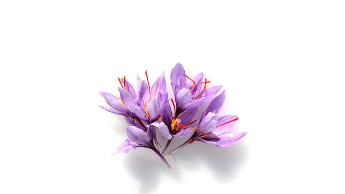 fiori di zafferano