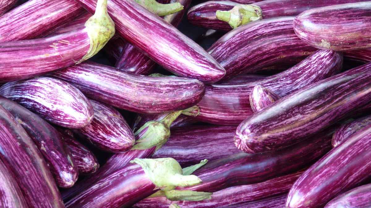 melanzane viola lunghe