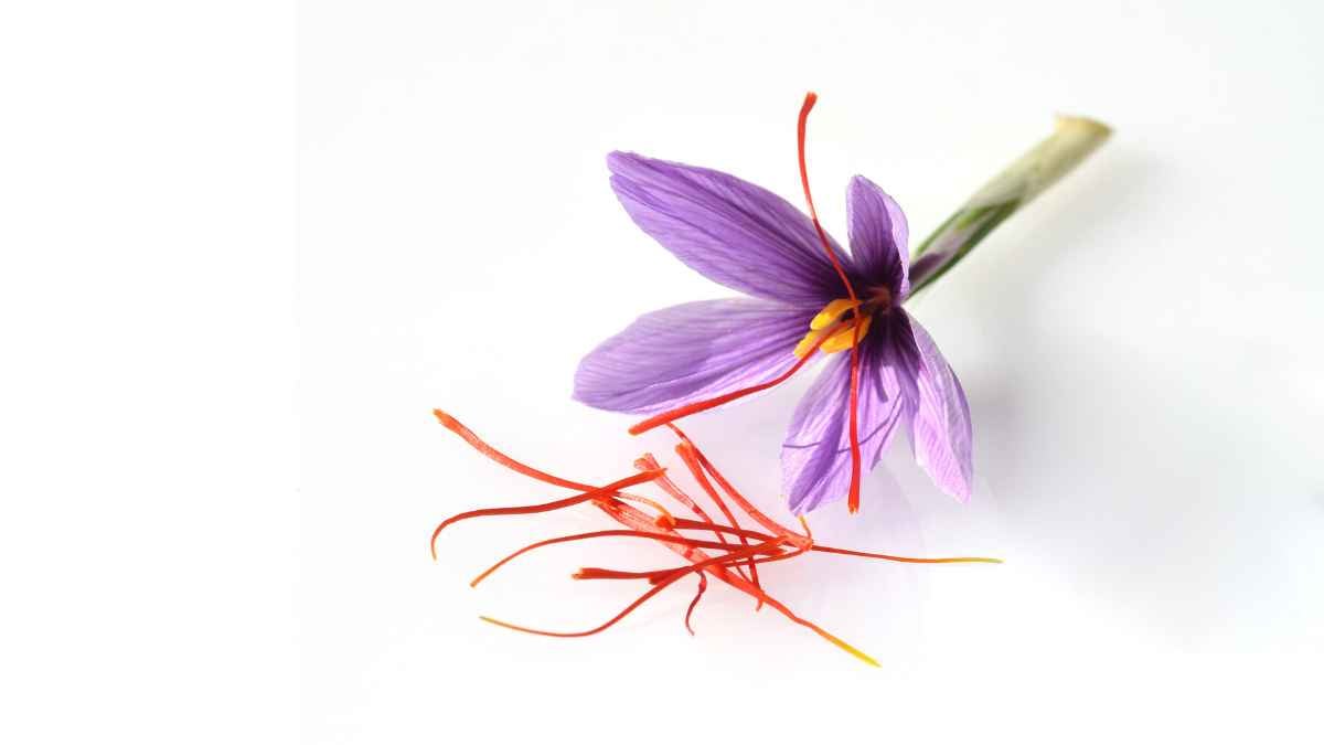 zafferano fiore e stigmi