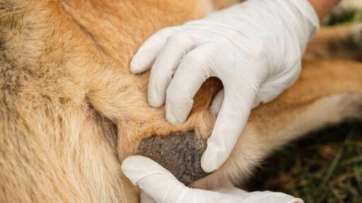 Cane affetto da piaghe