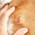 Piaghe su pelle di cane