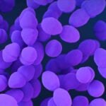 Infezioni batteriche - batteri antibiotico resistenti