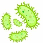 Infezioni batteriche - illustrazione di cellule batteriche