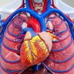Angiologia - grafica computerizzata di vene e cuore