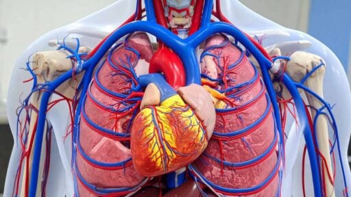 Angiologia - grafica computerizzata di vene e cuore