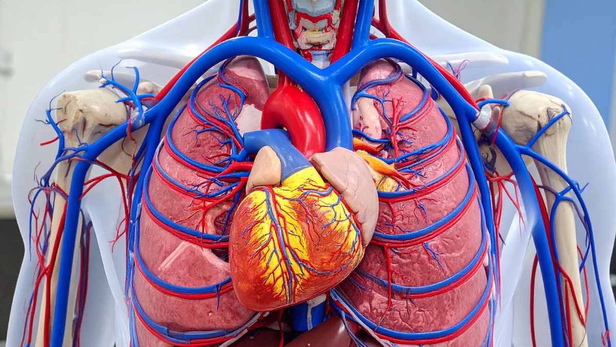 Angiologia - grafica computerizzata di vene e cuore