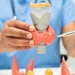 modelli anatomici in uso per la descrizione dei fenomeni in endocrinologia