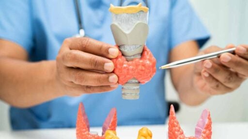 modelli anatomici in uso per la descrizione dei fenomeni in endocrinologia