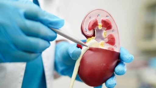 modello anatomico in uso in reparto di Urologia