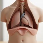 Metodi per Alleviare il Dolore del Nervo Frenico