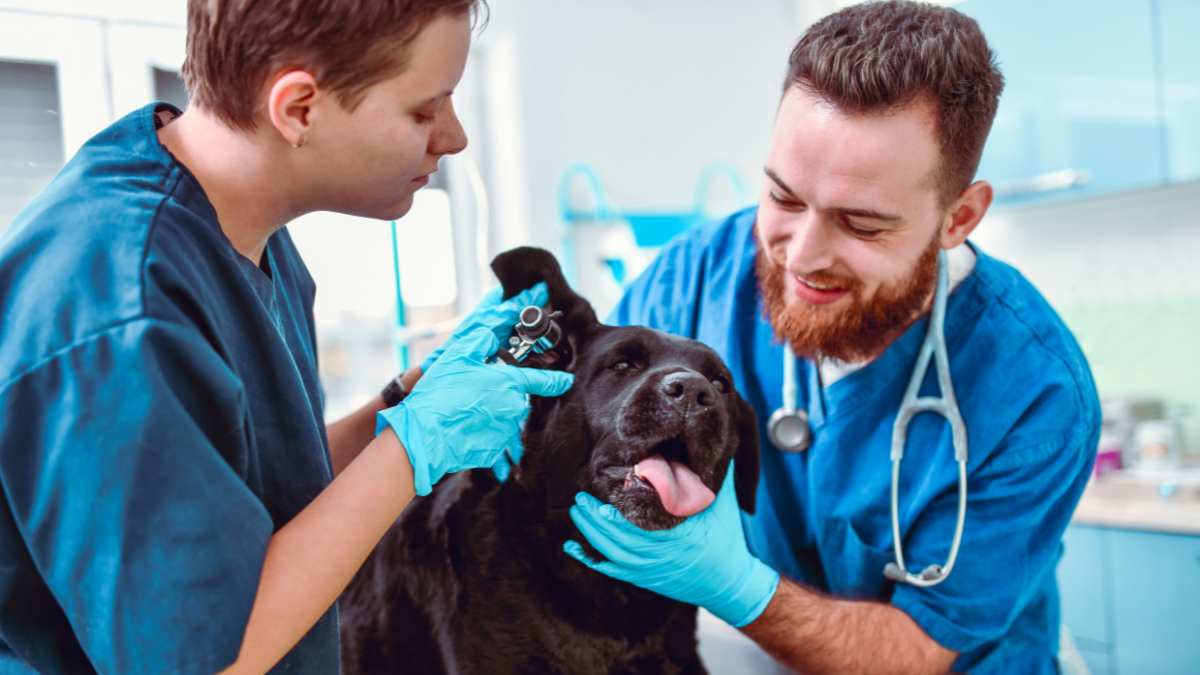 Come capire se il cane ha un’infezione all’orecchio