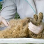 Come capire se la ferita del gatto è infetta