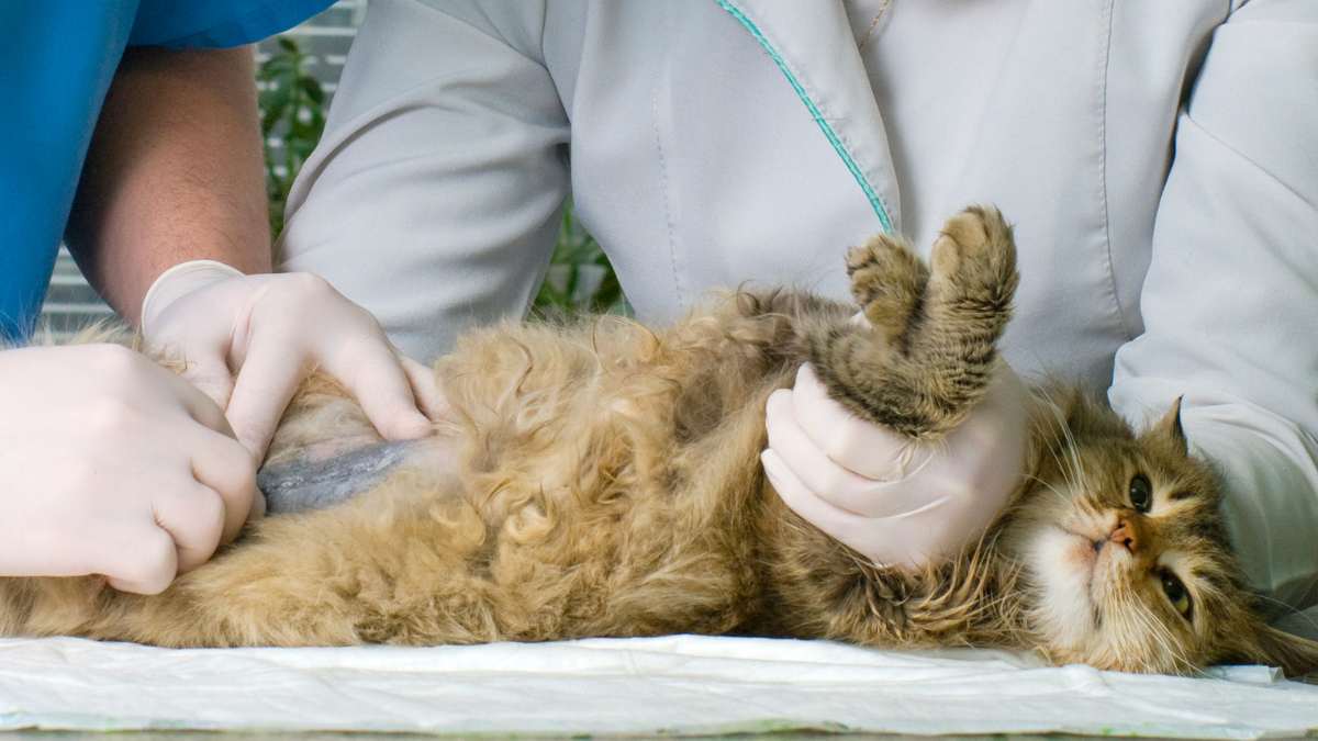 Come capire se la ferita del gatto è infetta