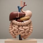 Segnali di un intestino pieno di feci: come riconoscerli