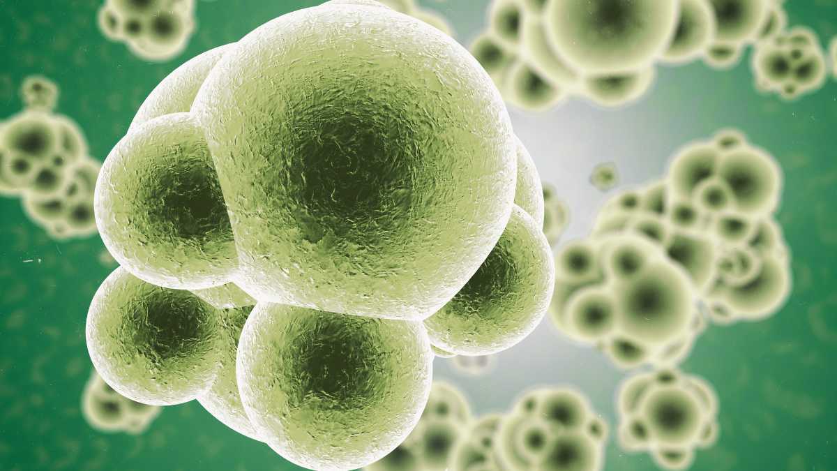 setticemia-cause-sintomi-e-trattamenti