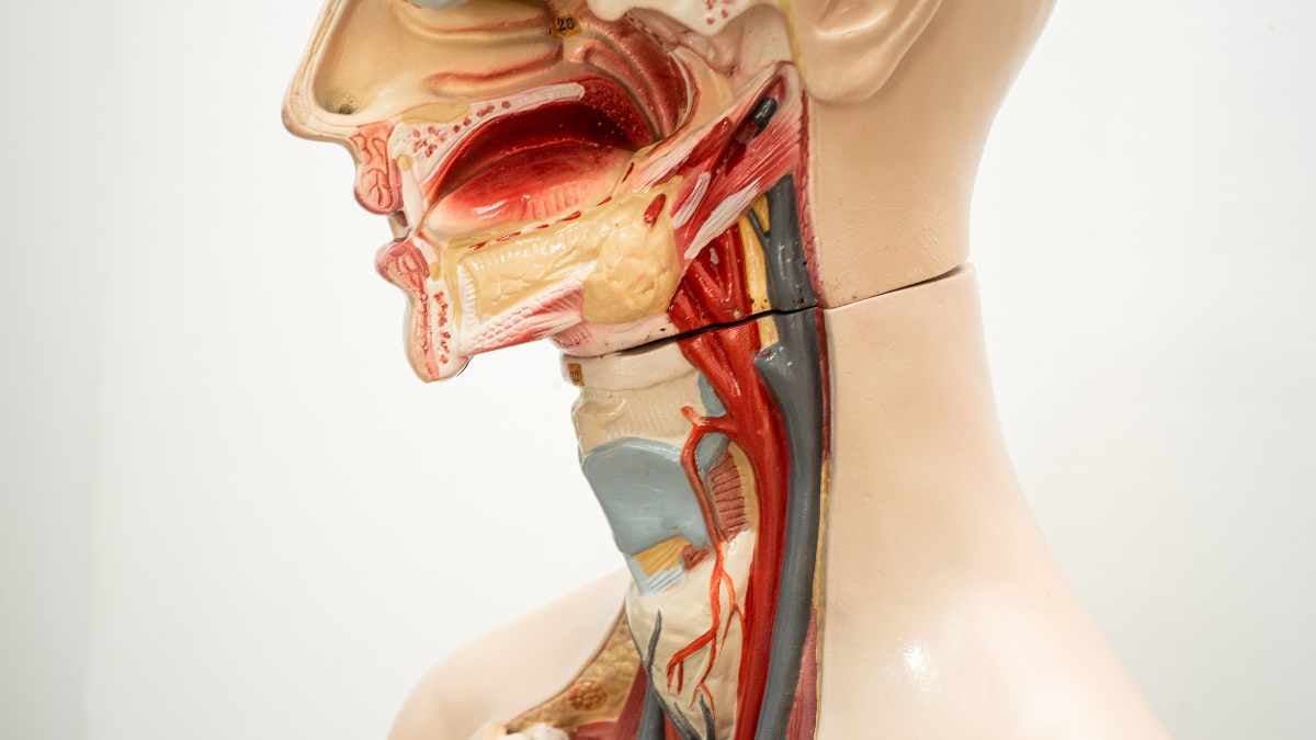 Come si chiama la parte che chiude la laringe