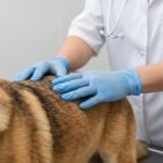 Come trattare l'infiammazione delle orecchie nei cani