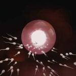 fertilità