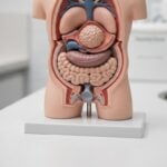 Mortalit&agrave; per tumore in Europa: perch&eacute; l&rsquo;Italia mostra risultati migliori