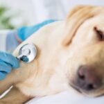 Cosa fare se il cane si lamenta spesso