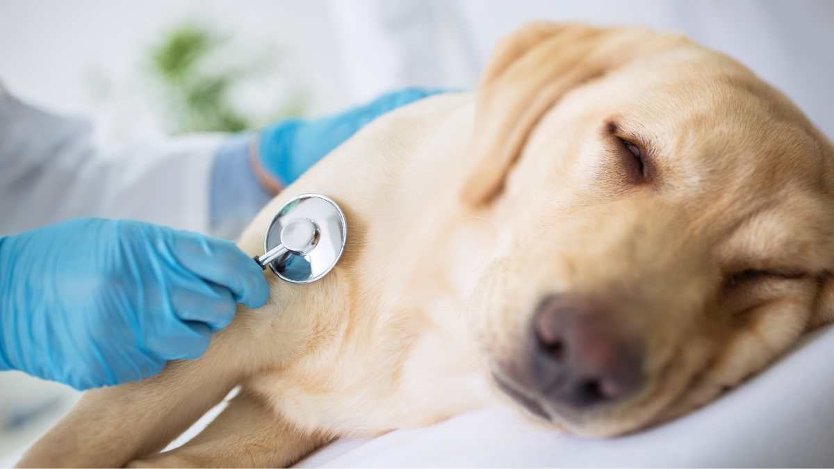 Cosa fare se il cane si lamenta spesso