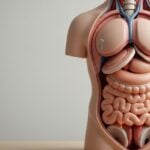 Cosa fa l’istamina nell’infiammazione: ruolo, sintomi e controllo