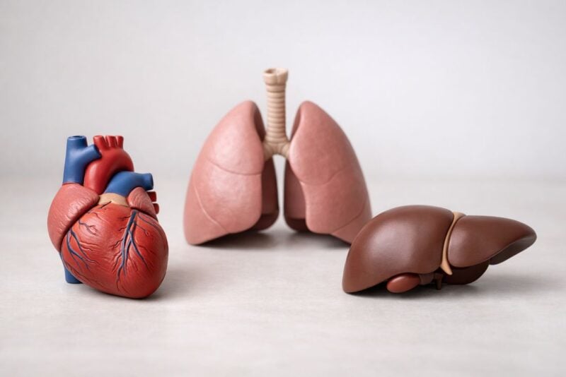Quale organo assorbe i farmaci?