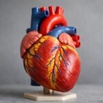 Cardiopatia in crescita: segnali da non sottovalutare